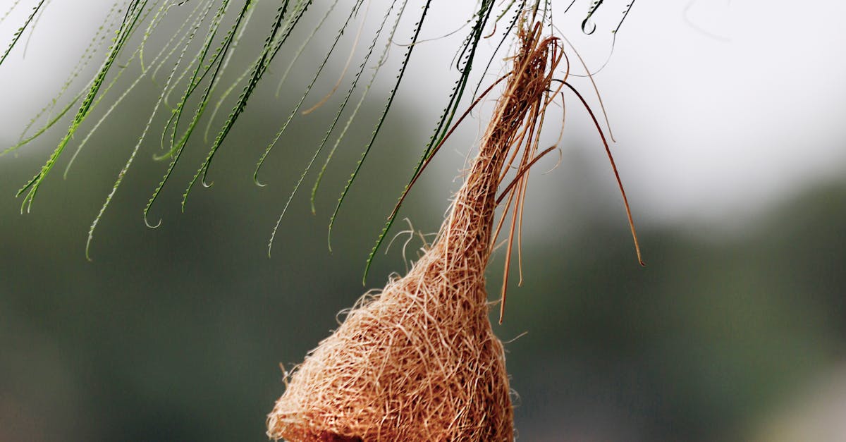 Best Practices for Maintaining Clean Crows Netting