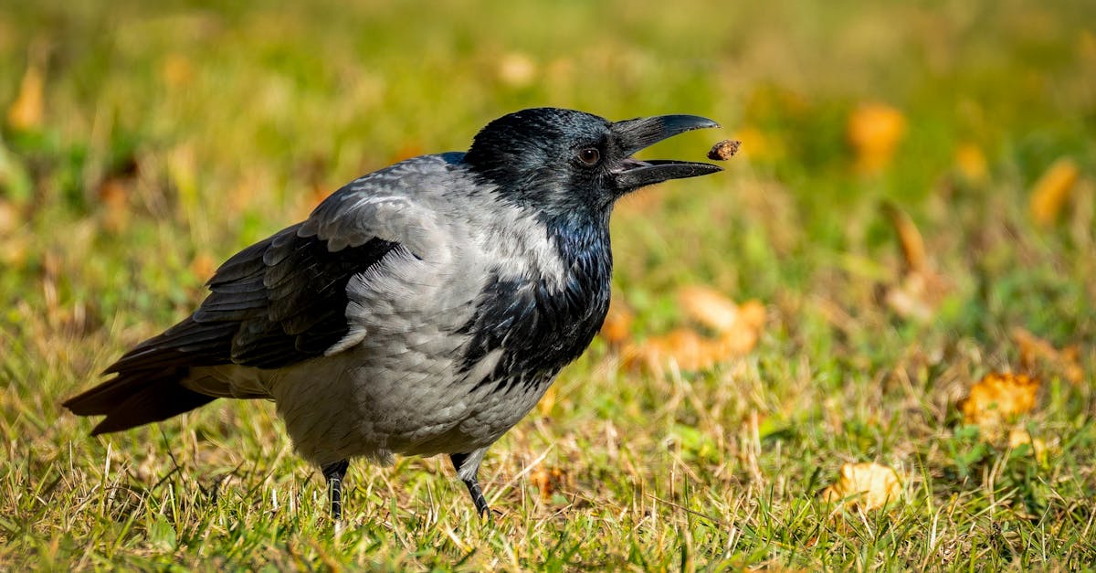 Best Types of Screwdrivers for Crows Net Projects