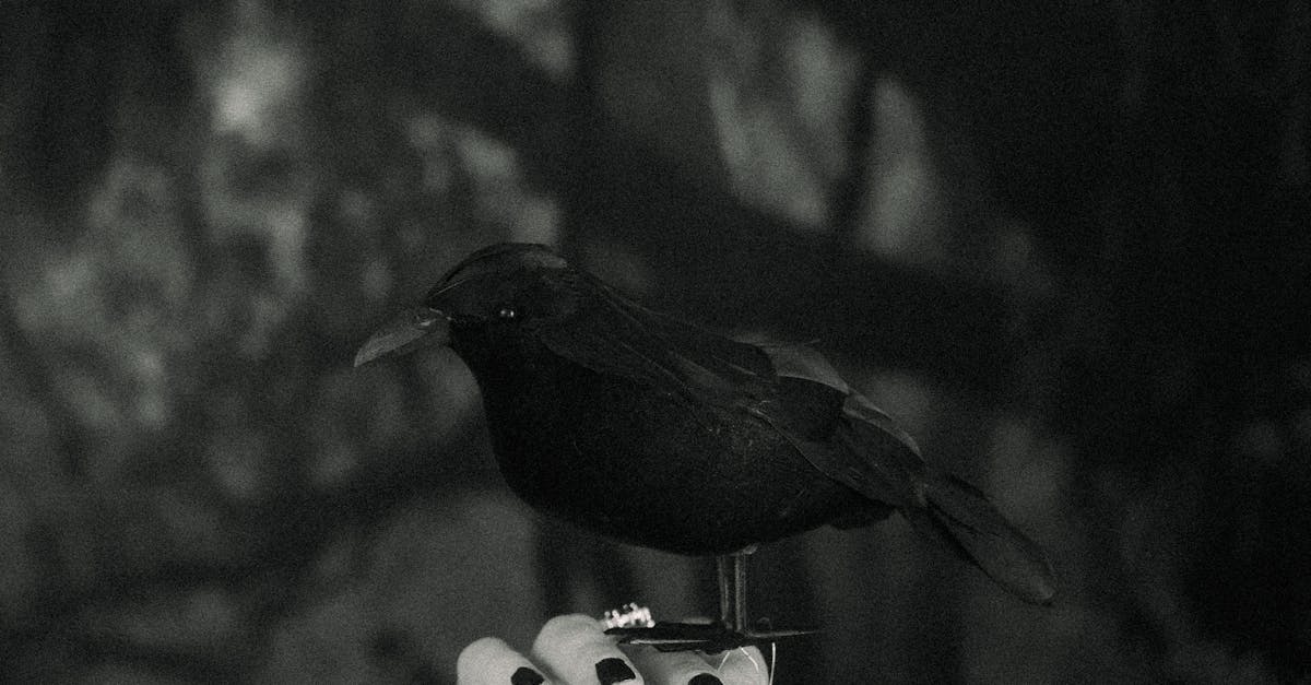 Choosing the Right Nail Size for Secure Crows Net Installation