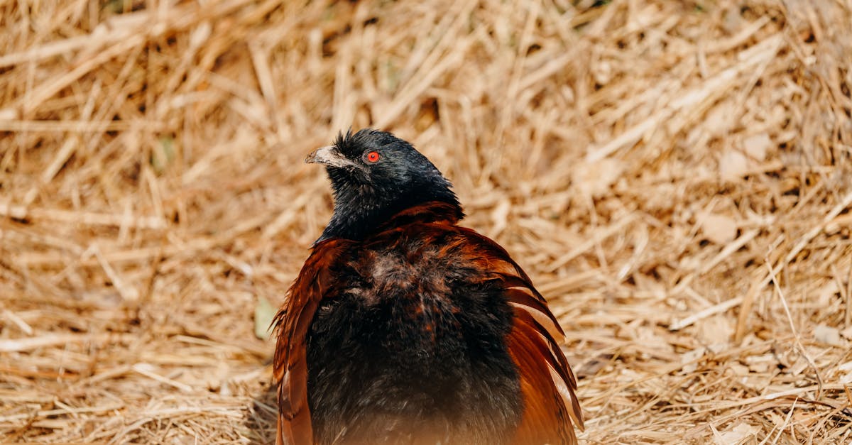 Common Mistakes When Cleaning Crows Netting