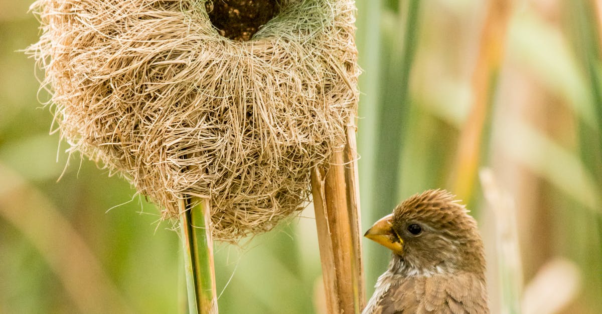 Differences Between Round and Flat Head Nails