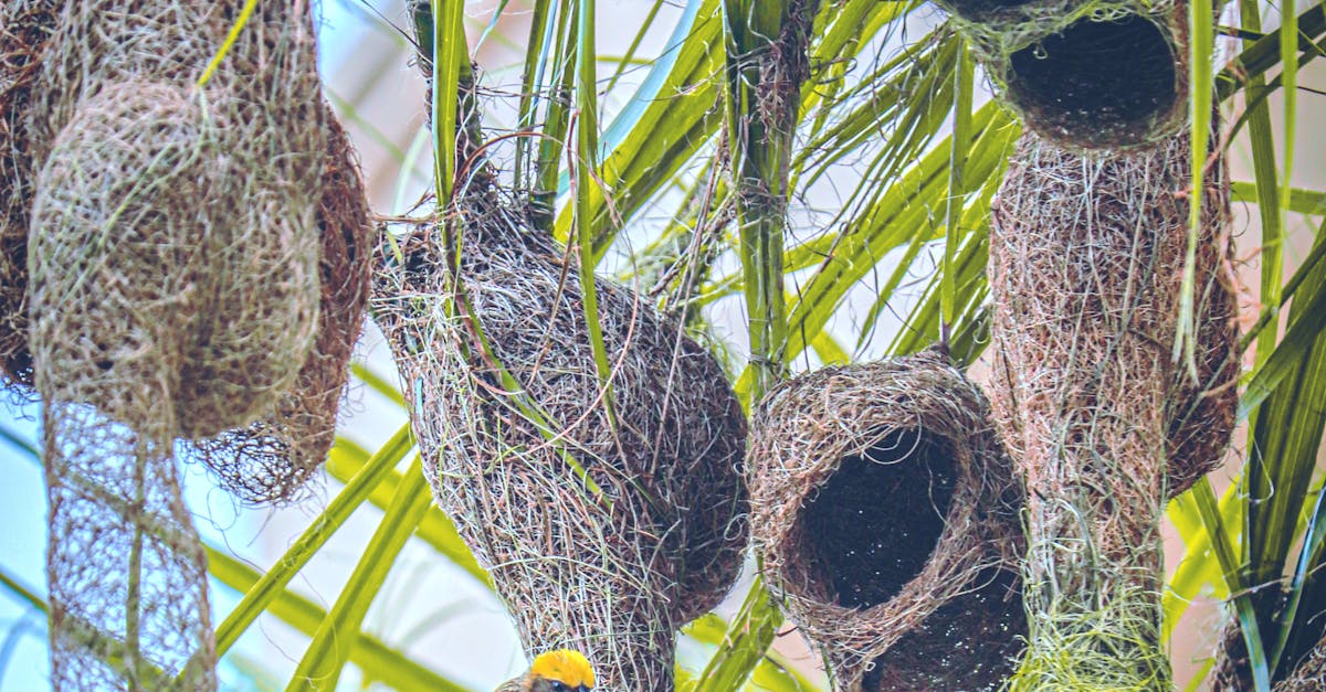 Effective Methods for Anchoring Crows Netting with Nails