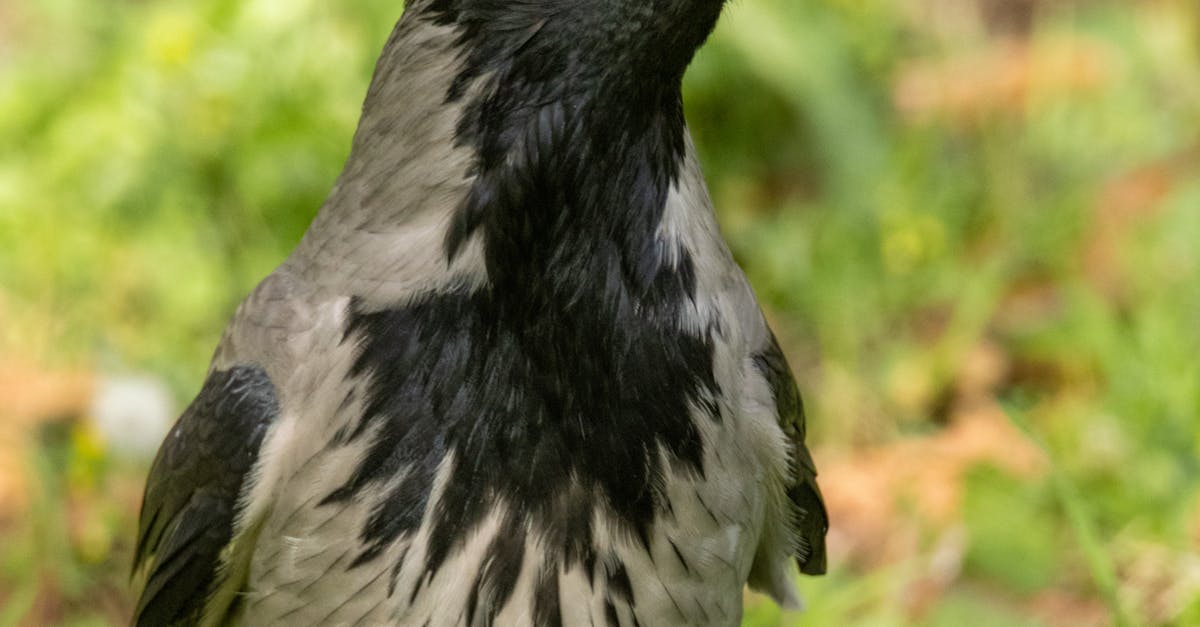 Effective Methods for Repairing Damaged Crows Netting