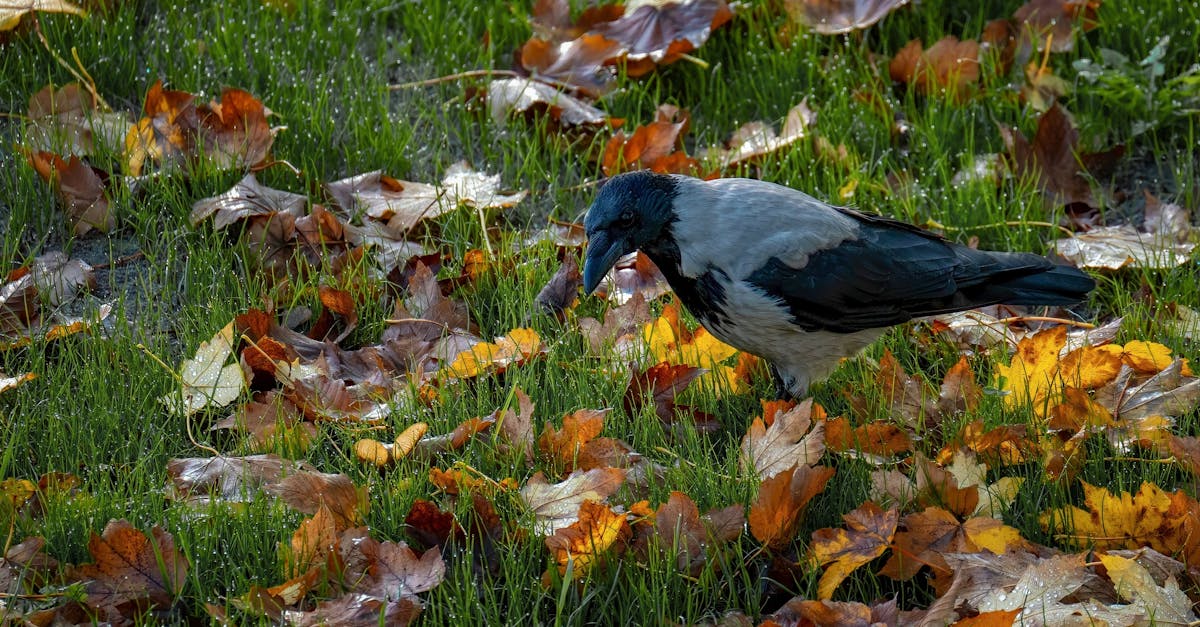 Evaluating the Condition of Crows Netting for Long-Term Durability