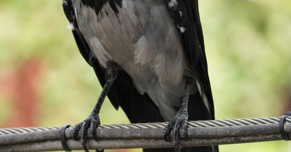 Frequency of Cleaning Crows Netting for Optimal Performance
