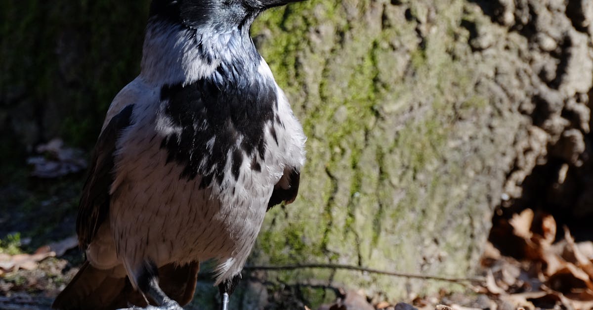 How to Choose the Right Insulation Pins for Your Needs