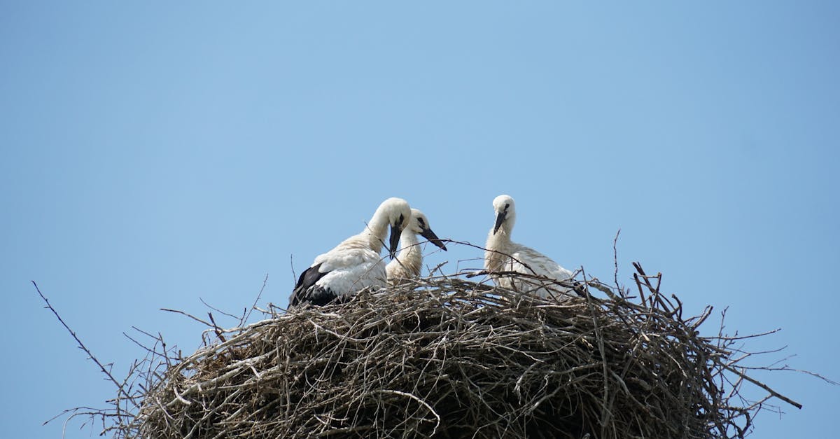 How to Properly Align Nails When Installing Crows Netting