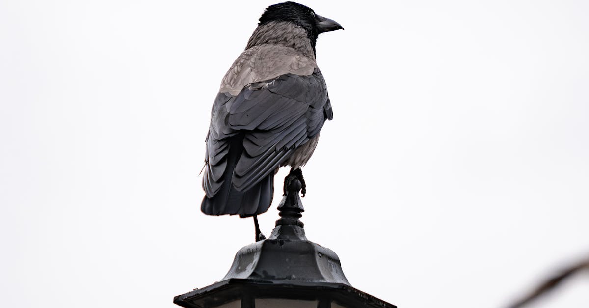 Identifying and Repairing Common Crows Netting Failures