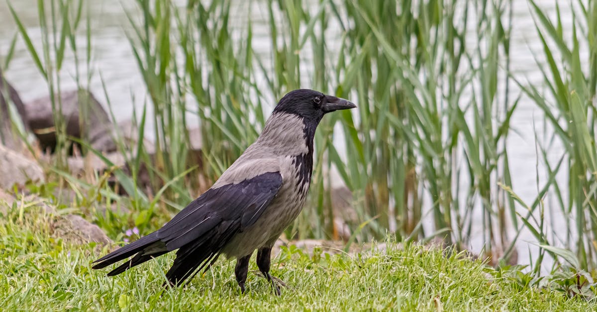 Ignoring Local Weather Conditions While Installing