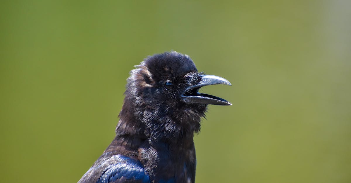 Labeling and Categorising Your Crows Netting Supplies