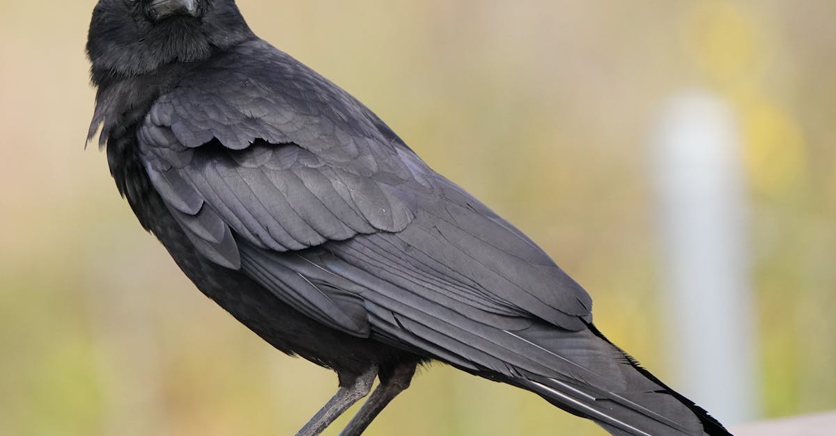 Maintaining Cleanliness in Crows Netting Storage Areas