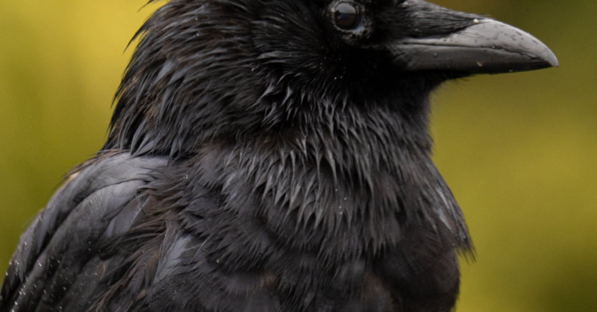 Optimal Spacing for Securing Nails in Crows Netting