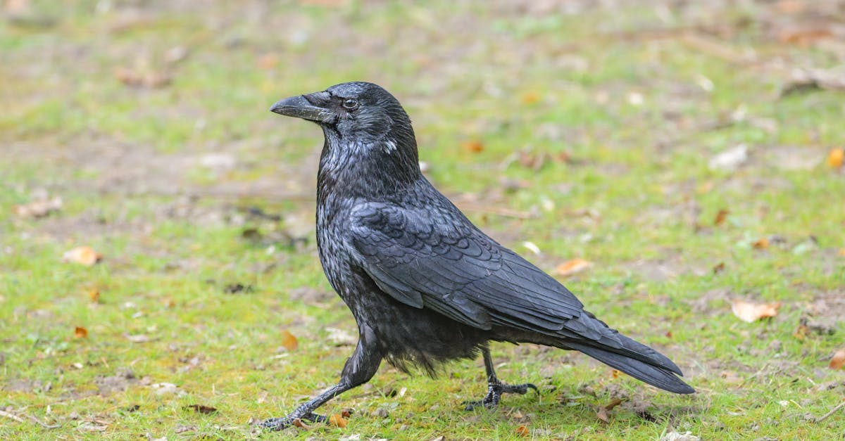 Performance Features of Underlayment Nails for Flooring