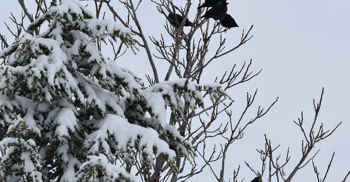 Personal Protective Equipment for Crows Netting Projects