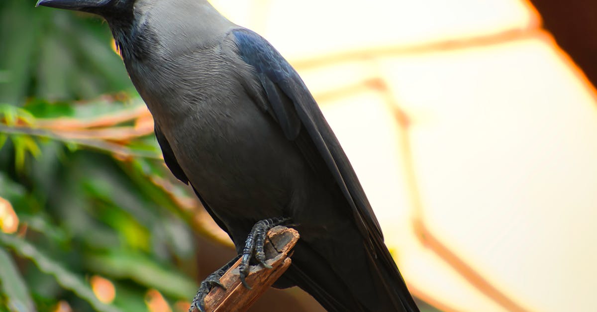 Preparing Your Crows Net for Winter Conditions