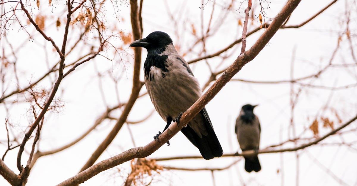 Recommended Safety Gear for Crows Net Installation