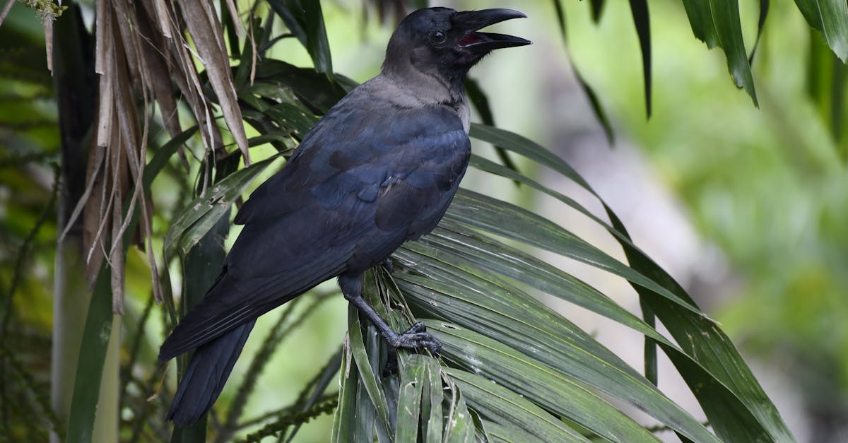 Seasonal Adjustments to Maintain Nail Integrity in Crows Netting