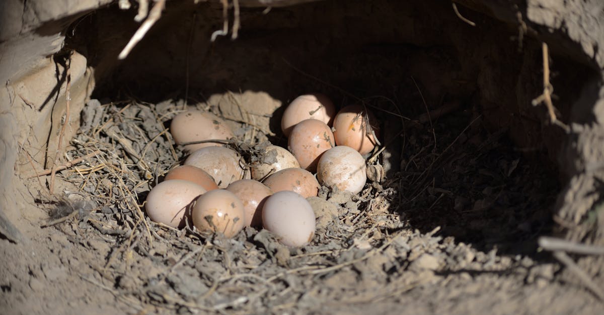 Selecting the Right Drill for Crows Net Assembly