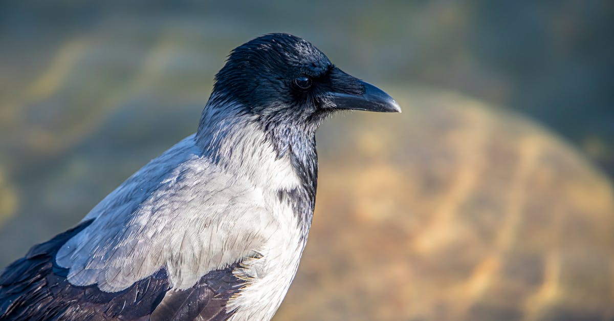 Skipping Safety Gear: Why It's Critical