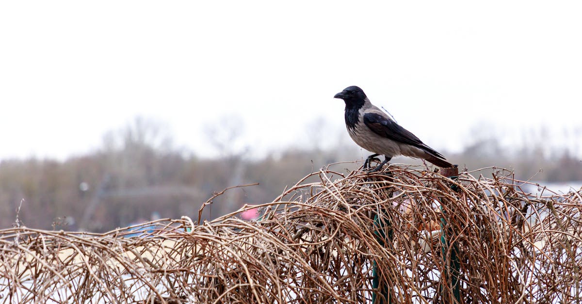 Steps for Restoring Integrity to Frayed Net Lines