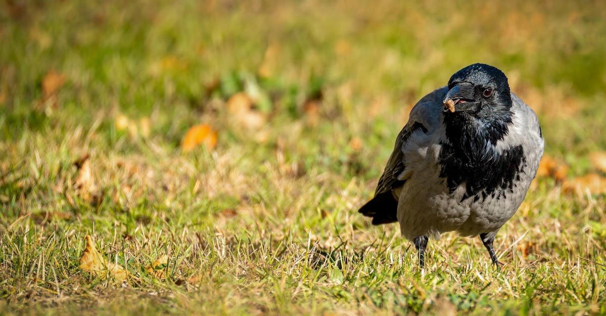 Techniques for Fixing Loose Nails in Structural Applications
