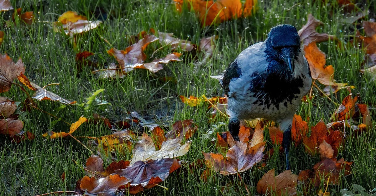 Techniques for Spacing Nails When Adding Crows Netting