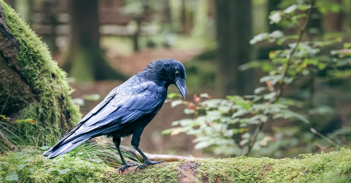 The Benefits of Using Roofing Nails in Outdoor Projects