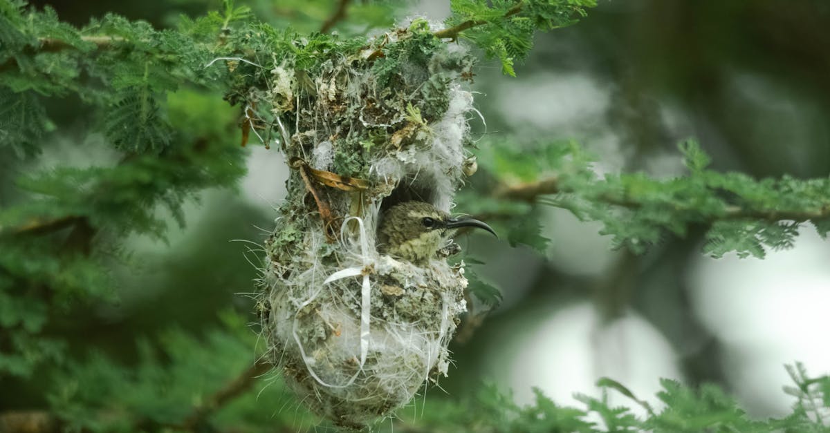 The Importance of Angling Nails for Stability in Crows Net