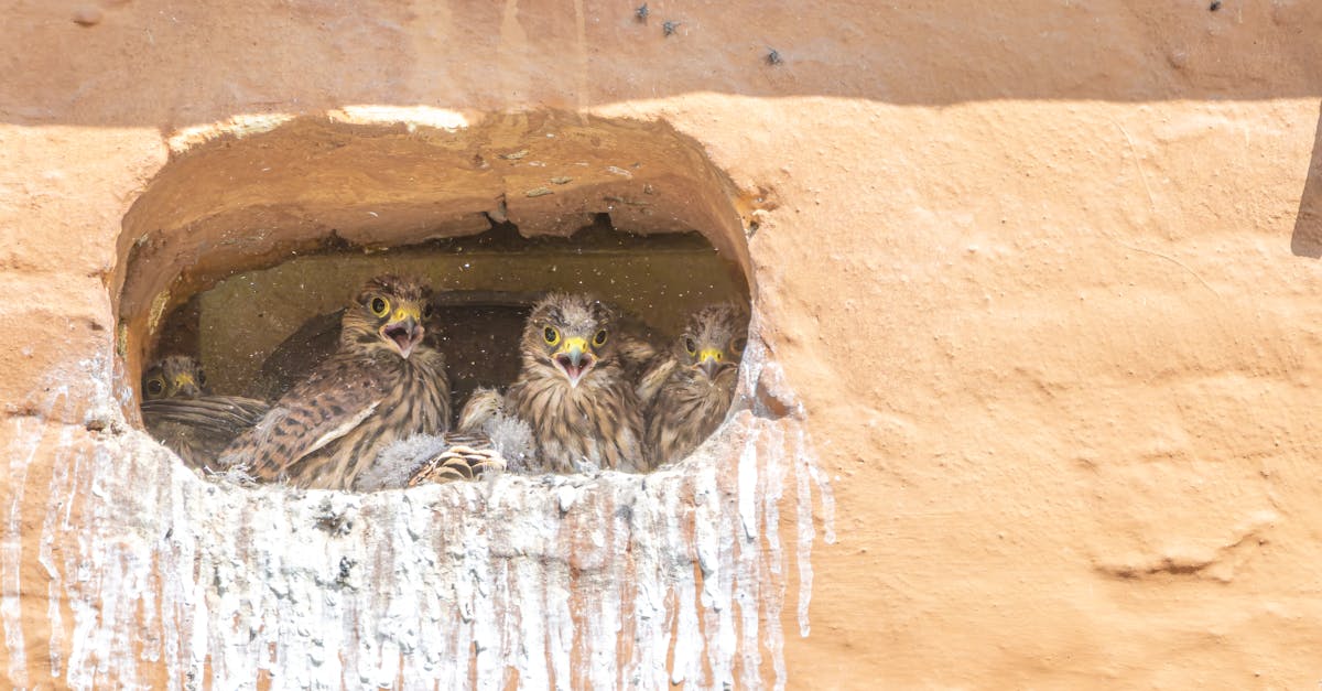 Top Hand Tools for Securing Nails in Crows Net
