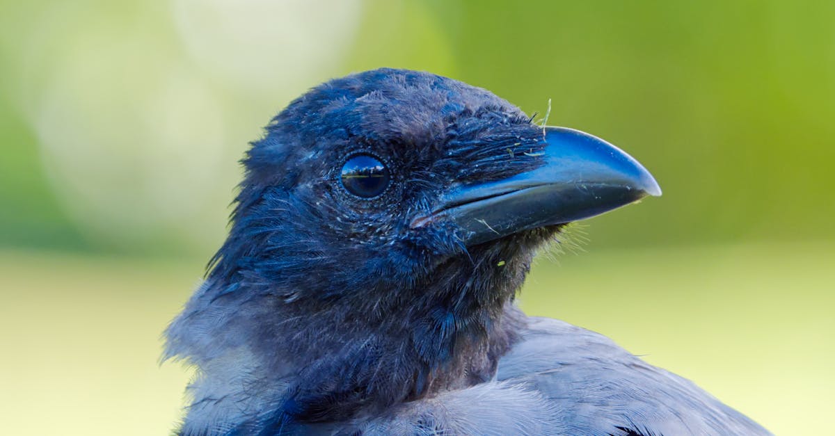 Troubleshooting Common Issues During Crows Netting Installation