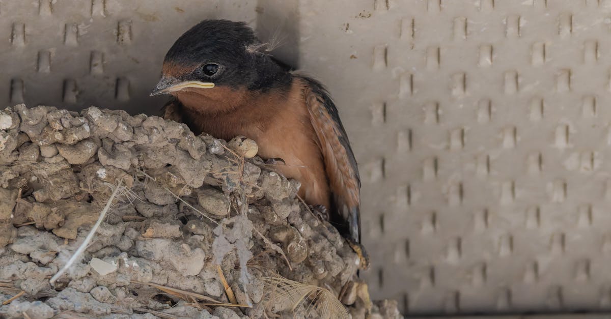 Understanding the Importance of Structural Nails in Construction