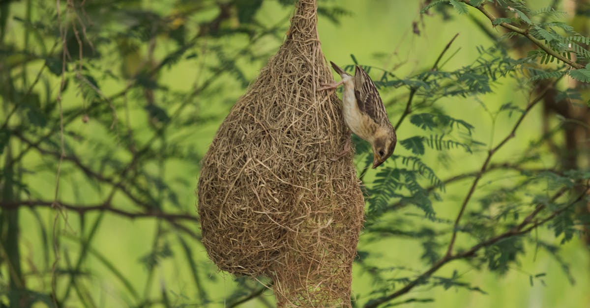 Using Innovative Fastening Tools for Nail Security