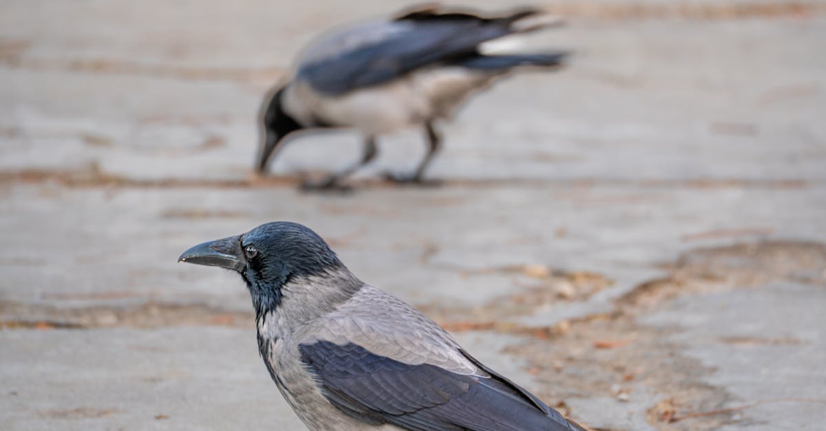 Visual Inspection Tips for Ensuring Crow Net Reliability